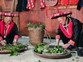 Kejuruan Pembuatan Obat Tradisional dari Warga Etnis Dao Merah di Provinsi Cao Bang