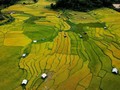 Temporada dorada en las terrazas de arroz de Kon Tum