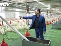 Bauern in Quang Ninh erfolgreich dank der digitalen Transformation in der Tierzucht