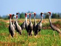 Dong Thap all set to make its National Park home again for red-crowned cranes   