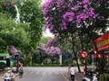 Die romantische Lila-Königinblume auf den Straßen von Hanoi