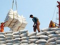2022년 첫 4개월, 베트남 쌀 수출 10억 달러 초과