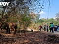 욕돈 국립공원의 코끼리 친화 여행 체험