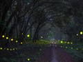 꾹프엉 국립공원 내 반딧불이와 야생동물을 구경하는 야간 투어