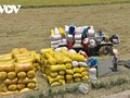 베트남산 쌀 브랜드의 지위 확립 기회