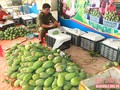 Yen Chau district in Son La province develops organic fruit trees