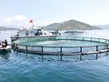 Vietnam develops large-scale aquaculture