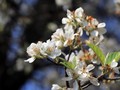Picturesque Son La during medlar flower season