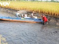 L’alternance riziculture-pénéiculture
