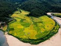 Saison dorée sur les rizières en terrasse de Kon Tum