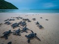 Short film urges for sea turtles protection