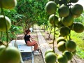 Warga U Minh Melindungi Kebun Rambai Cai Tau, Mempertahankan Ciri-Ciri Lama untuk Mengembangkan Pariwisata