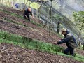 ライチャウ省での朝鮮人参開発