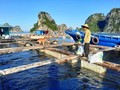 持続可能な水産養殖のモデル クアンニン省