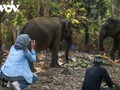Elephant tour of Yok Don National Park