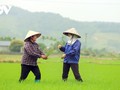 Happy farmers in Binh Khe