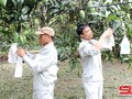 Planting area codes focused to boost Son La’s farm produce exports