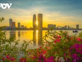 Rực rỡ sắc hoa bên sông Hàn