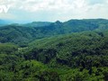 ベトナム、持続可能な森林開発を促進