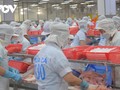 メコンデルタのチャ魚生産部門、循環経済開発目指す 