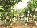  山萝省安州县推广种植有机水果