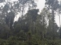 安沛省赫蒙族同胞保护森林的故事