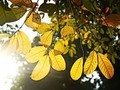 欣赏秋天的歌曲   勾起难忘的回忆