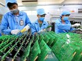   日经亚洲：越南芯片制造领域吸引外国公司