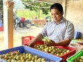 Erfolgreich durch Anbau der Vier-Jahreszeiten-Limetten in Tuyen Quang