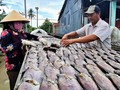 Program OCOP untuk Tingkatkan Kualitas Merek “Ikan Sepat Siam Kering U Minh” dari Provinsi Ca Mau