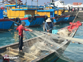 Вьетнам прилагает большие усилия для отмены желтой карточки ЕС в отношении морепродуктов