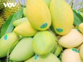 Киензянг прилагает усилия для внедрения инноваций в цепочки создания стоимости риса и манго