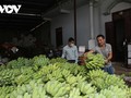 Жители уезда Мыонгла провинции Шонла выращивают бананы