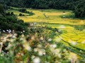 Золотой сезон на рисовых террасах Контума