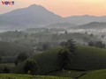 Mysterious landscape of Long Coc tea hill amid seasonal changes