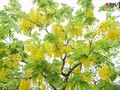 Golden shower trees mark arrival of summer in Hanoi