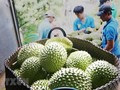 Durian exports set new record