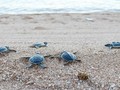 Ninh Thuan effectively protects sea turtles