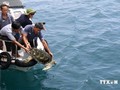 Binh Thuan releases three rare turtles back into the wild