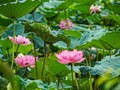 Hanoi cherishes Bach Diep lotus 