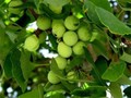 Công dụng của thuốc  hoạt huyết dưỡng não