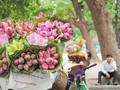 Trả lời thính giả về các loài hoa đặc trưng của Hà Nội; làng nghề bánh tráng Túy Loan và thông tin về ngành dược