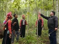 Comunidades étnicas en Lai Chau prosperan con el cultivo de canelos