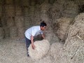 Lâm Se: Portrait d'un agriculteur prospère de Soc Trang   