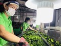 Long An ouvre la voie pour l'exportation des citrons vietnamiens vers le Moyen-Orient