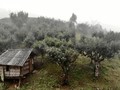 1,300 Shan Tuyet tea plants named ‘Vietnam Heritage Trees’