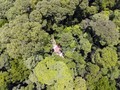 Лес дядюшки Нам Конга – пример охраны окружающей среды естественных лесов
