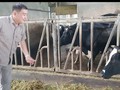 Молочная ферма «Тан Тай Лок» в общине Дайтам провинции Шокчанг