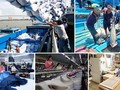 Hà Lan trở thành đối tác thương mại lớn thứ hai của Việt Nam trong EU