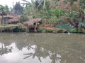 Nghề nuôi cá bỗng ở huyện Bảo Yên, Lào Cai